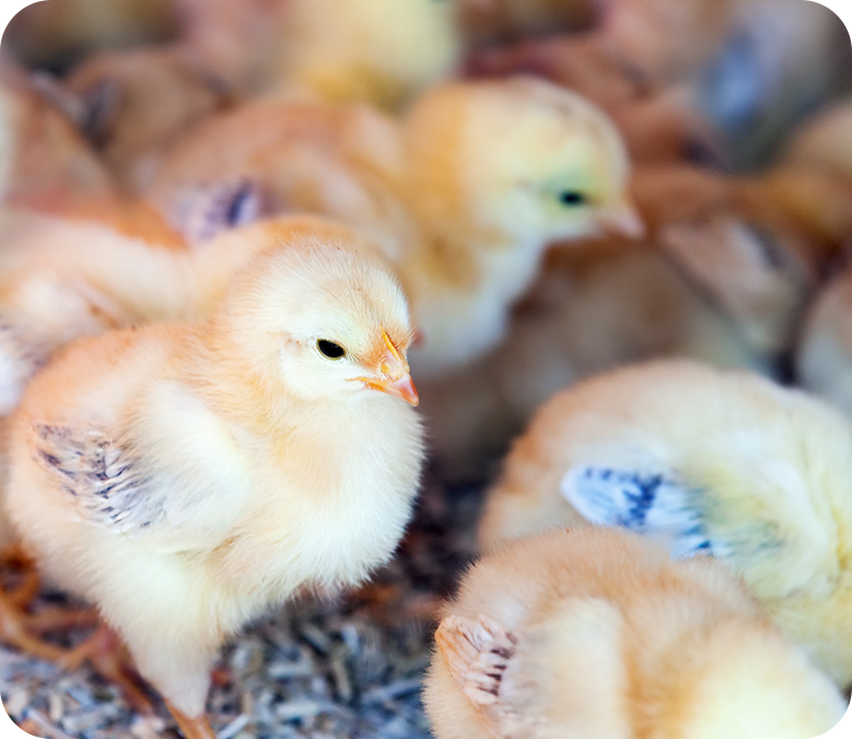 25-羥基維生素D?骨化二醇